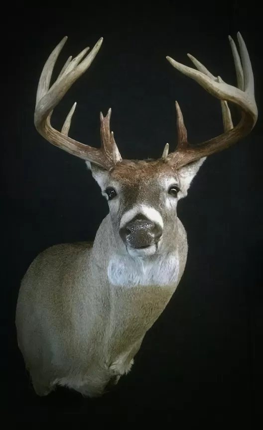Whitetail Mount 68
