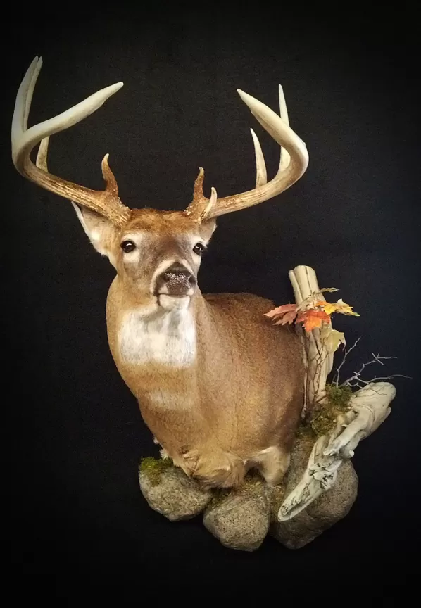 Whitetail Mount 69