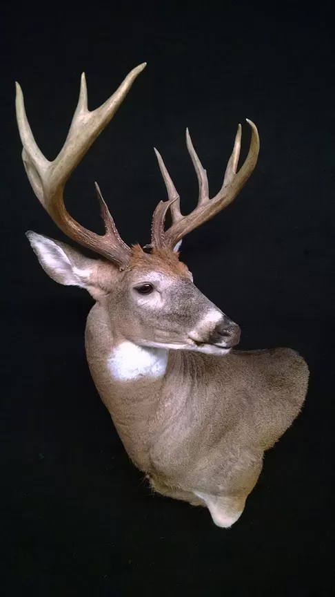 Whitetail Mount 70