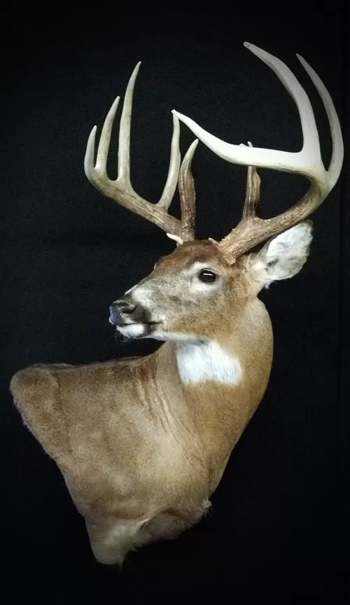 Whitetail Mount 71