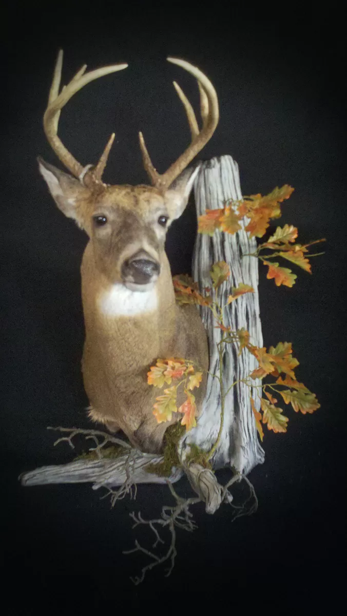 Whitetail Mount 73
