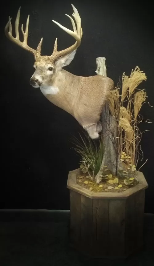 Whitetail Mount 72
