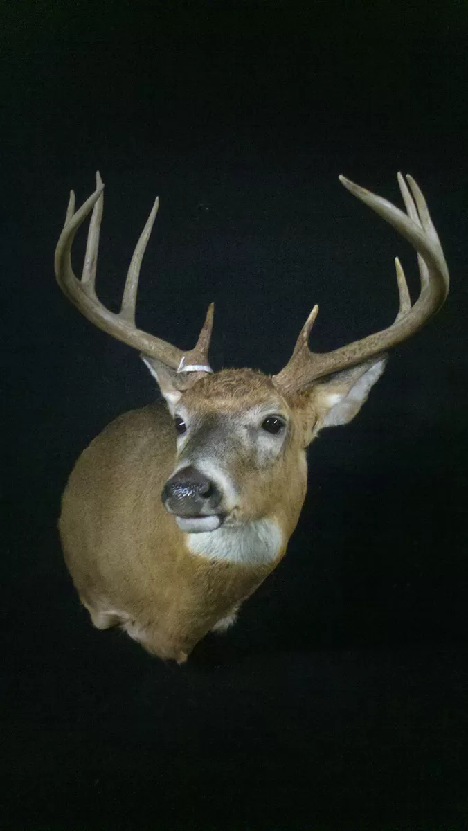 Whitetail Mount 74