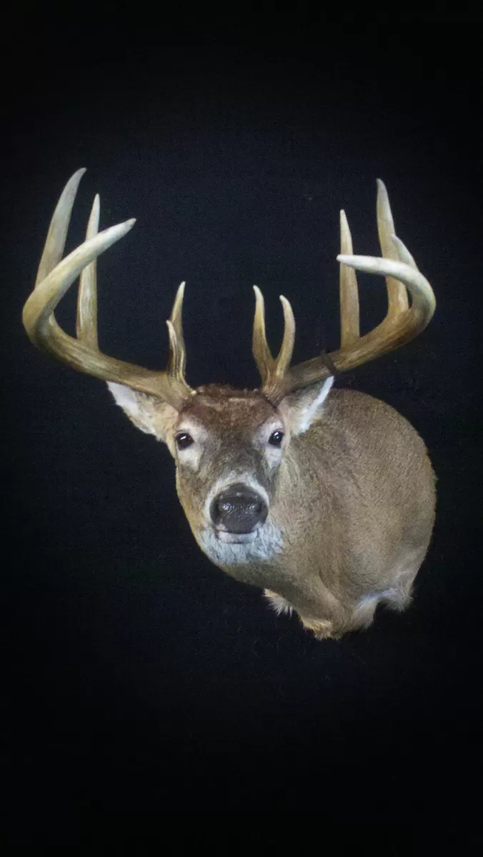 Whitetail Mount 75