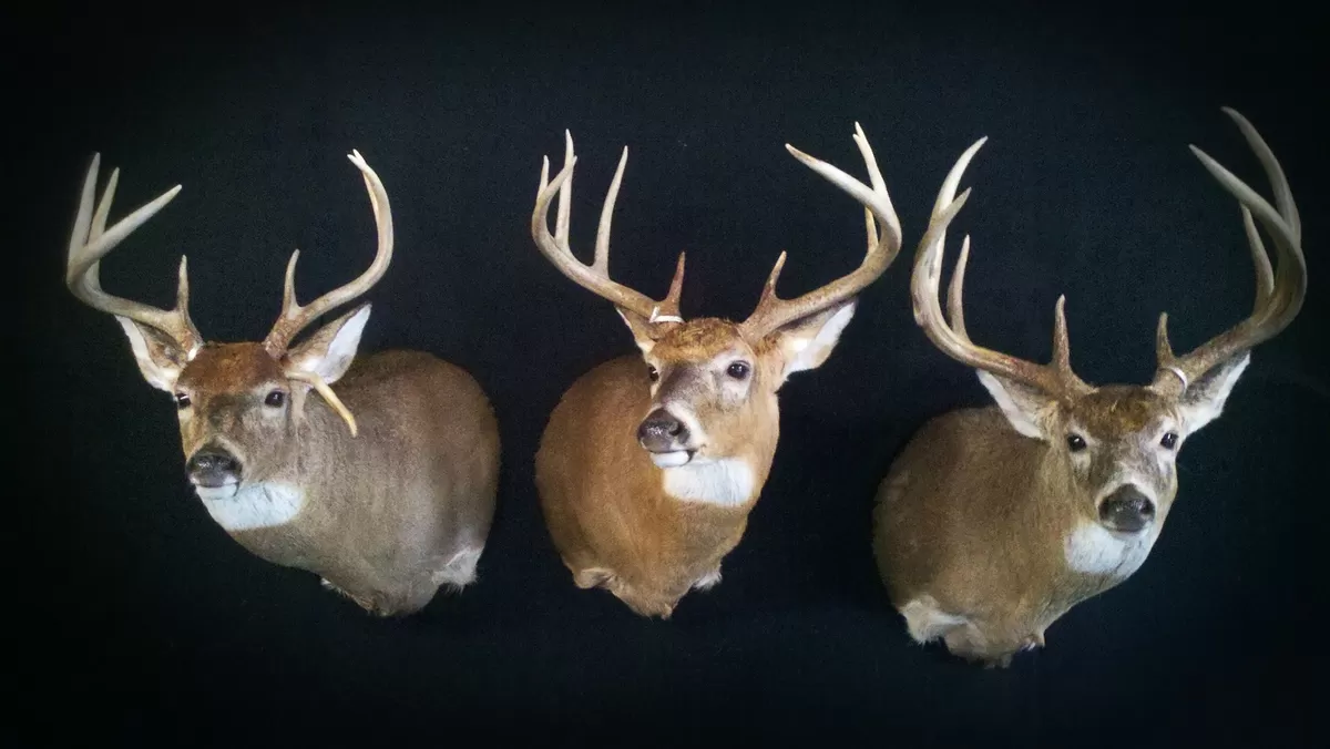 Whitetail Mount 76