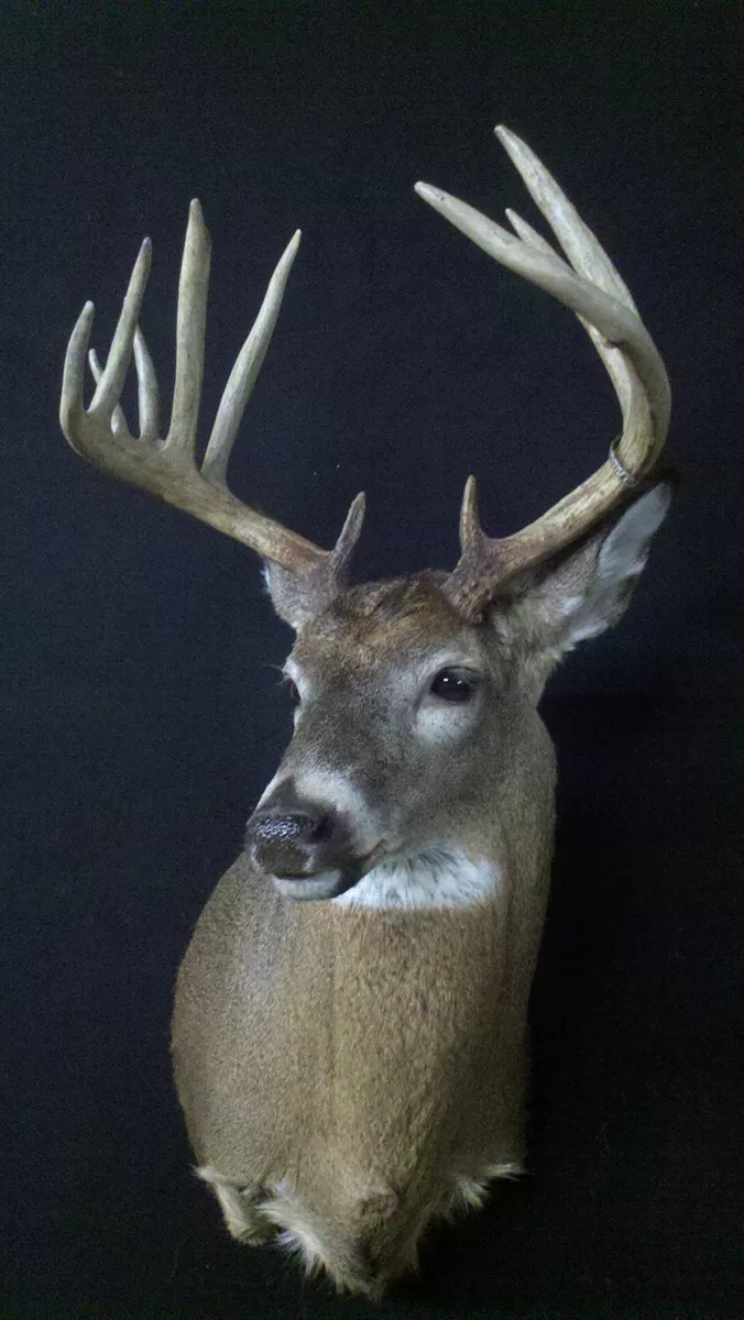 Whitetail Mount 77