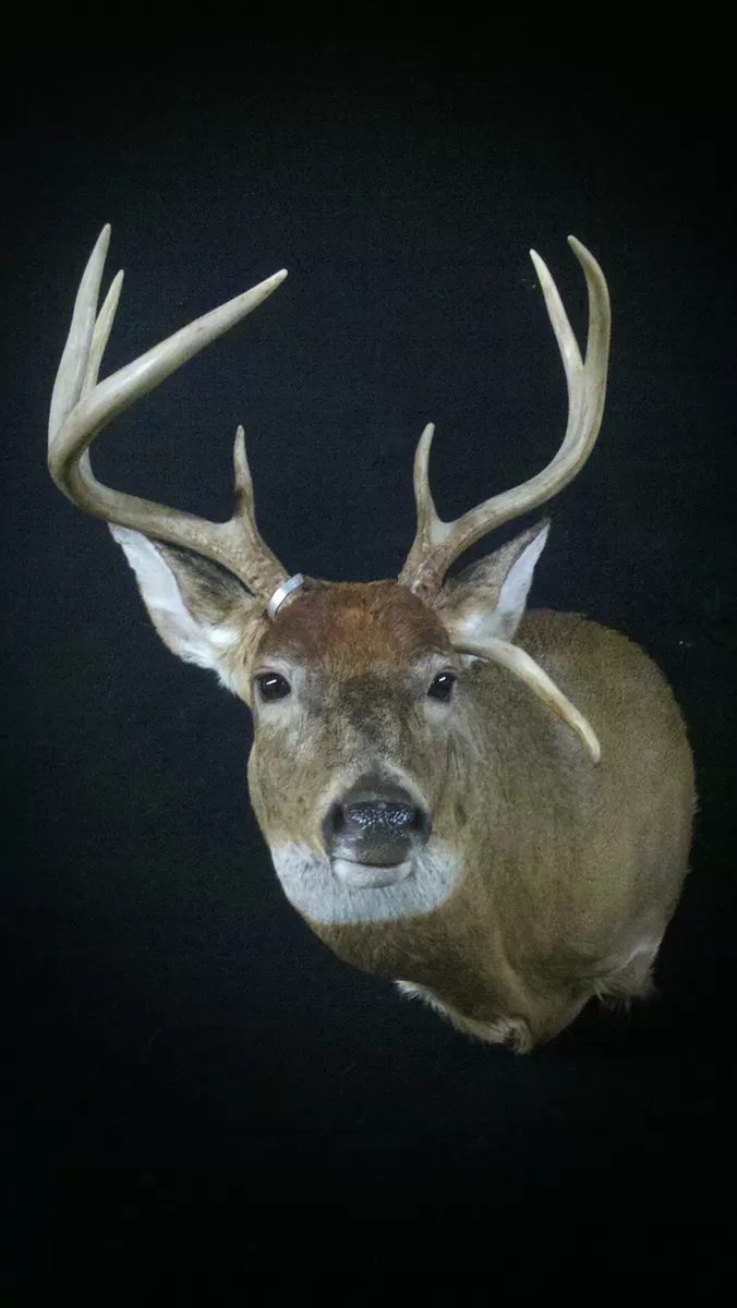 Whitetail Mount 78