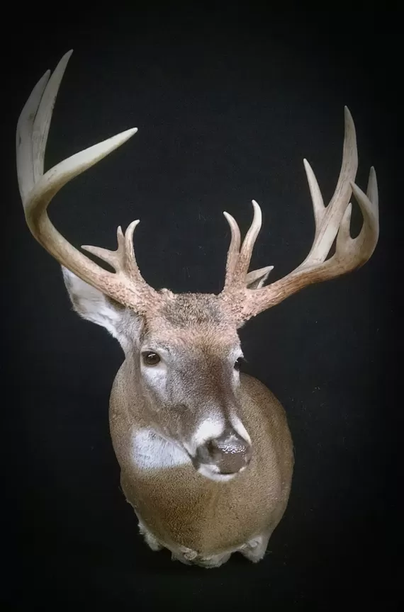 Whitetail Mount 79