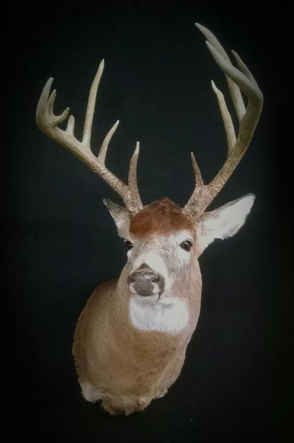 Whitetail Mount 80