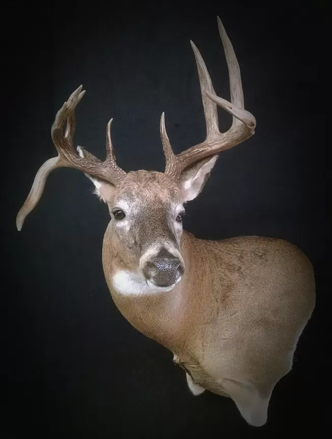 Whitetail Mount 81