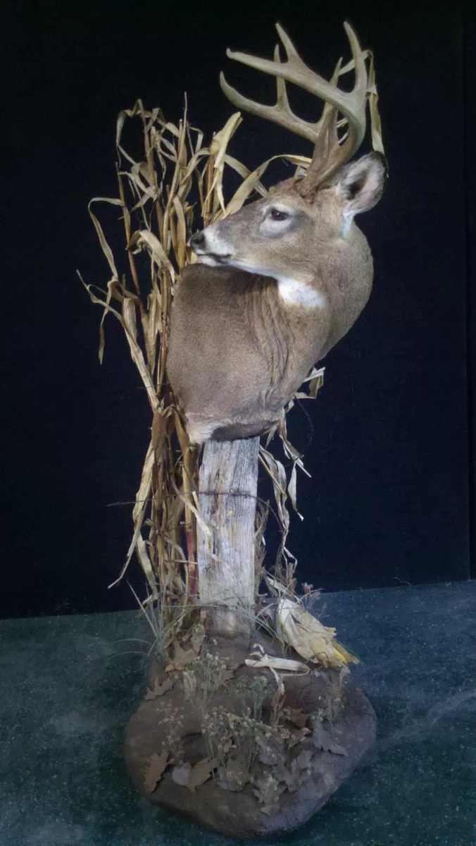 Whitetail Mount 82