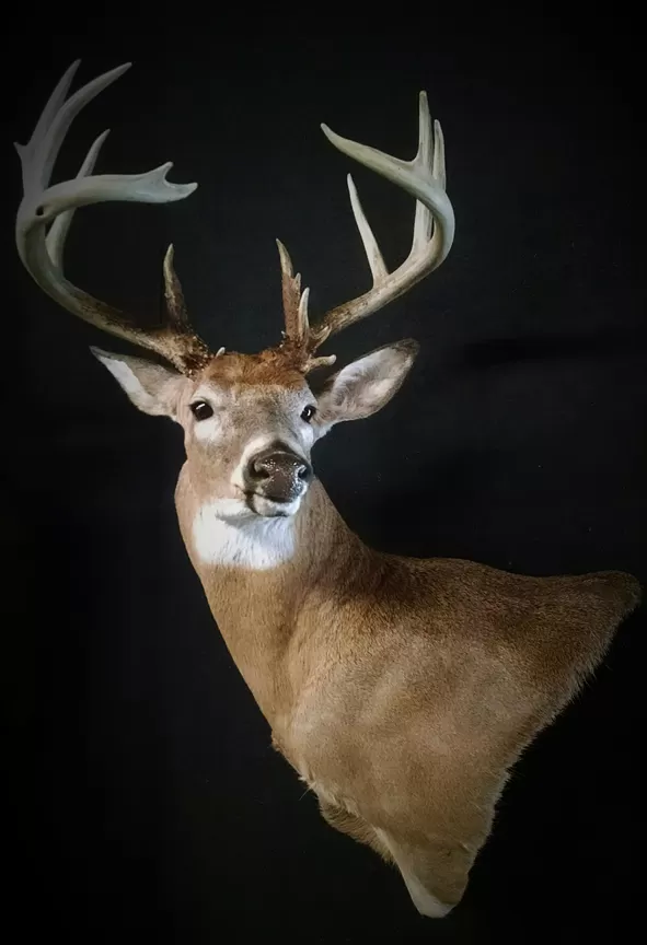 Whitetail Mount 84