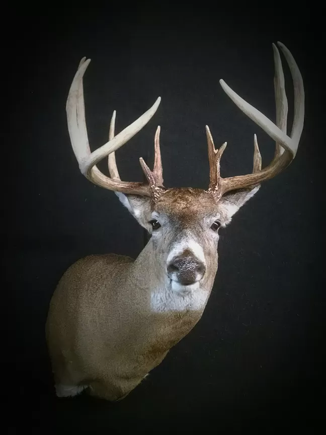 Whitetail Mount 85