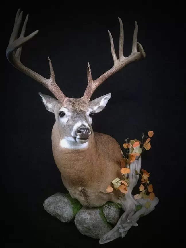 Whitetail Mount 86