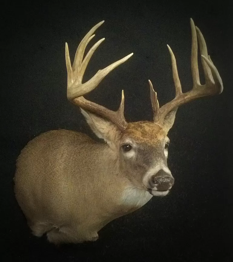 Whitetail Mount 87
