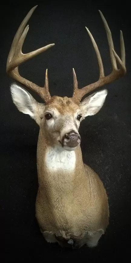 Whitetail Mount 89