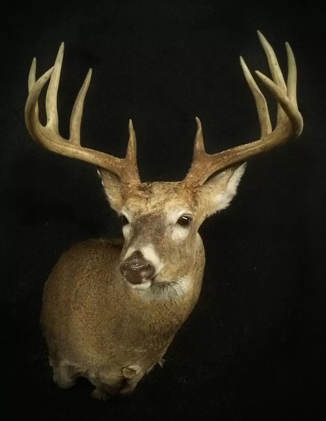 Whitetail Mount 88