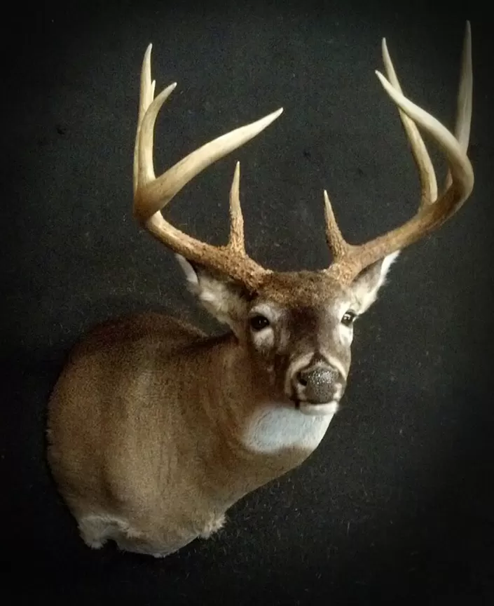 Whitetail Mount 90