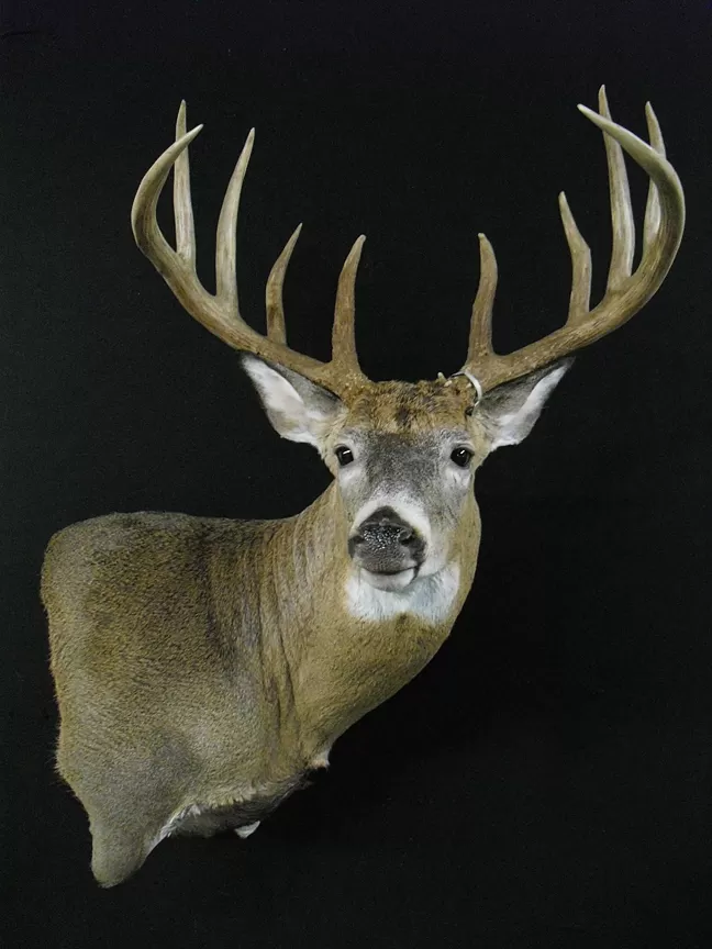 Whitetail Mount 91
