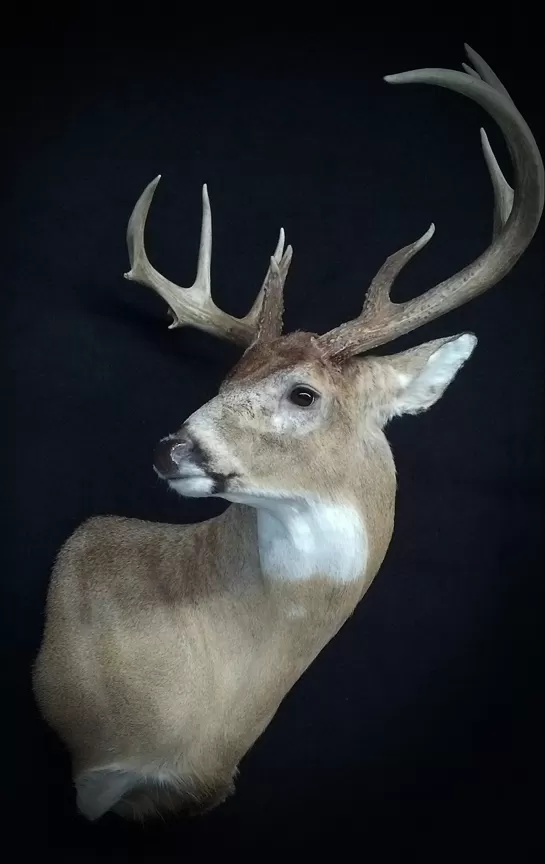 Whitetail Mount 92