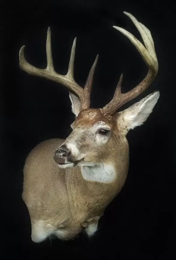 Whitetail Mount 93