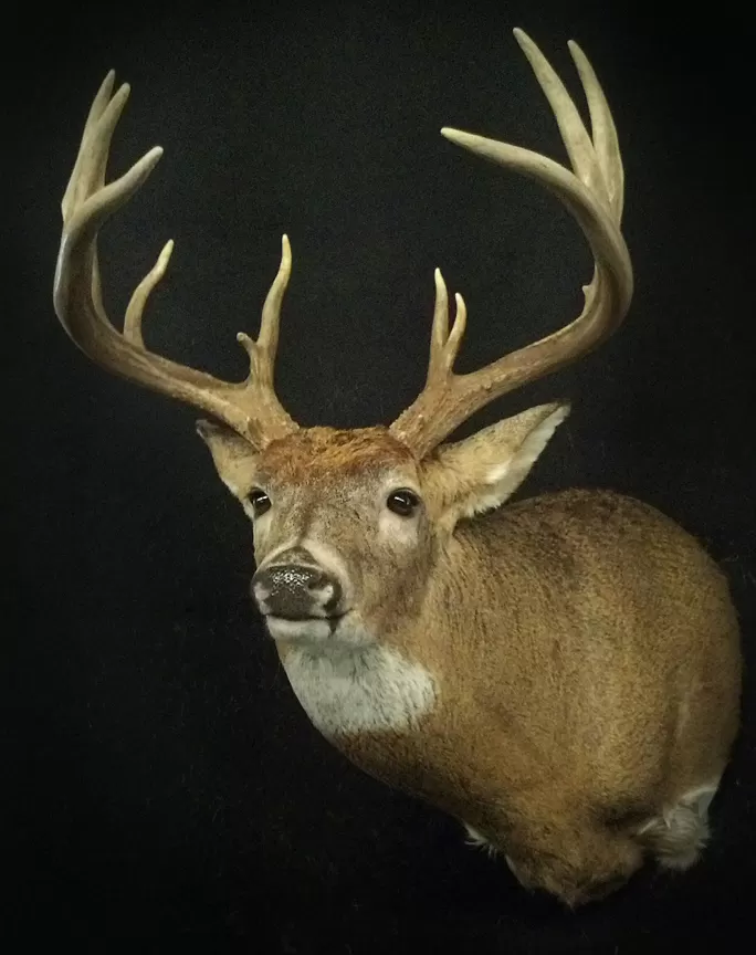 Whitetail Mount 94