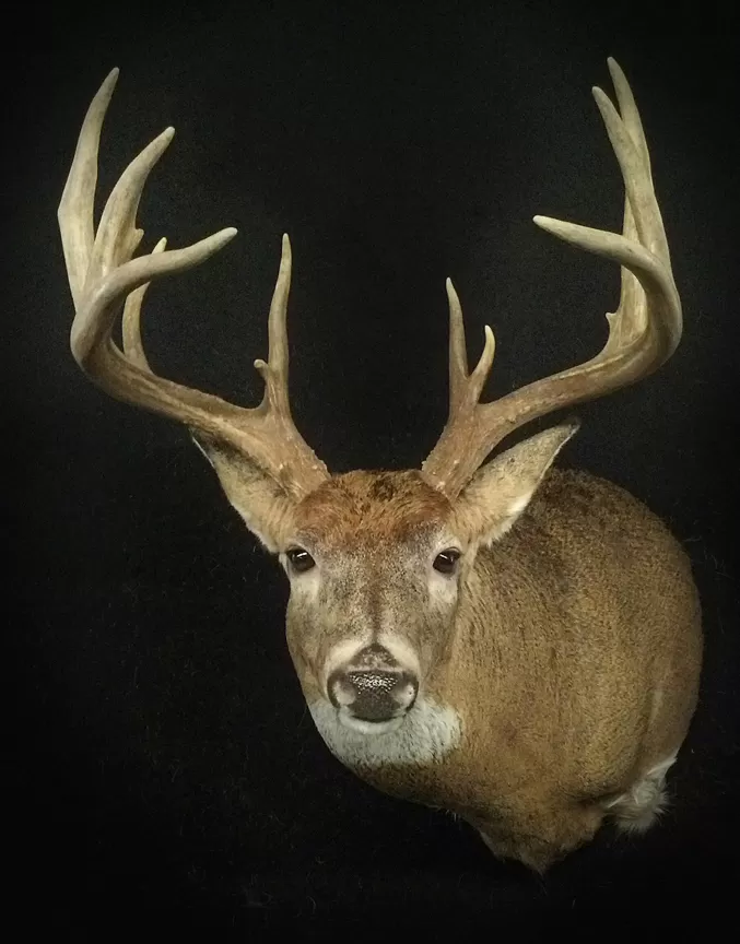 Whitetail Mount 95