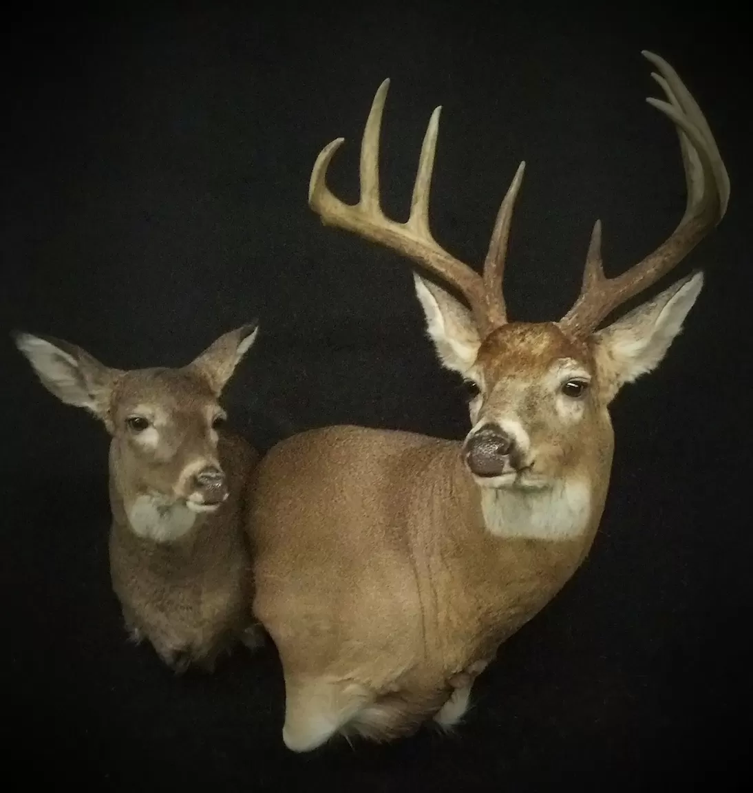 Whitetail Mount 96