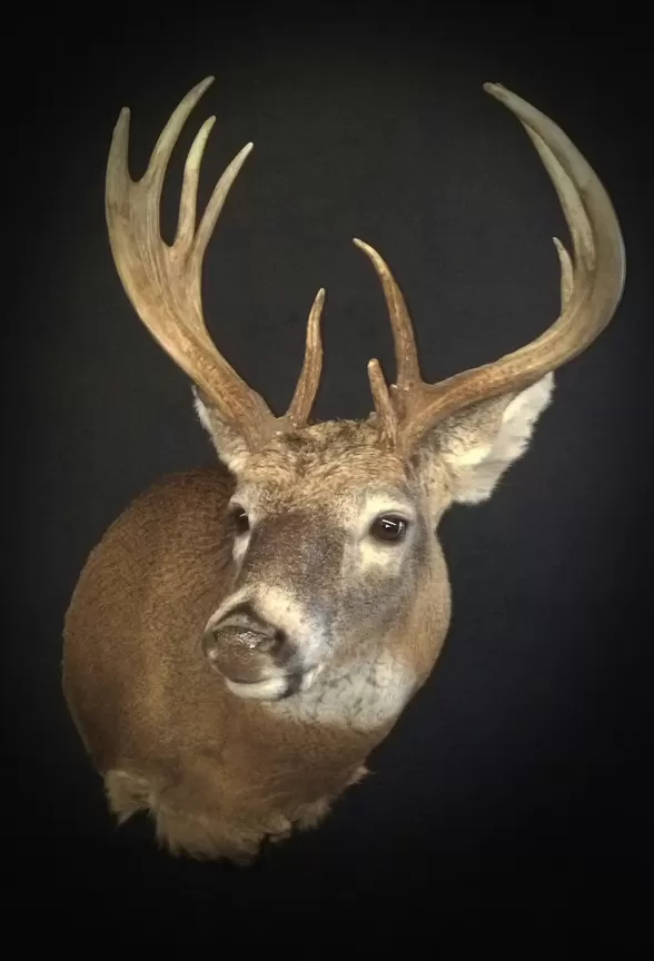 Whitetail Mount 97