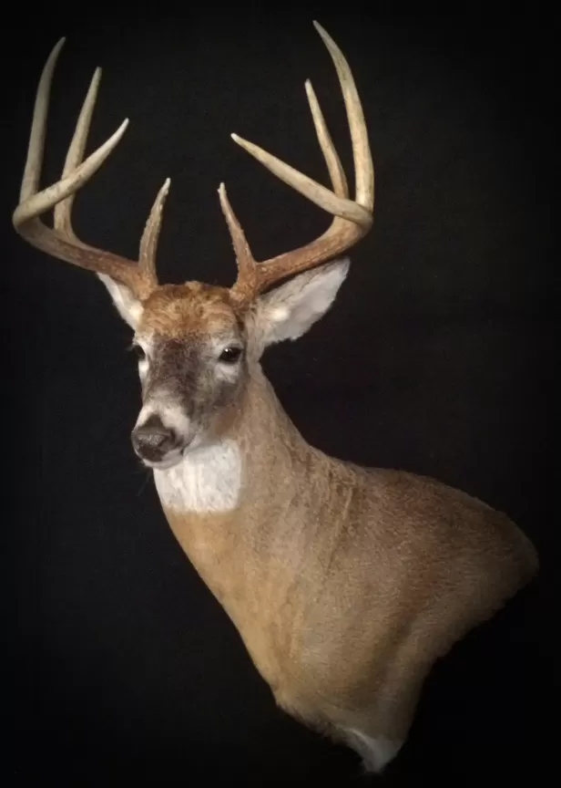 Whitetail Mount 98