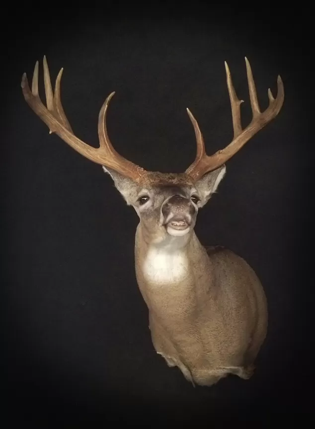 Whitetail Mount 99