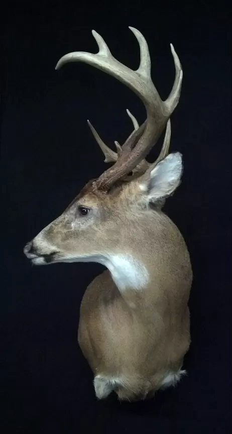 Whitetail Mount 100
