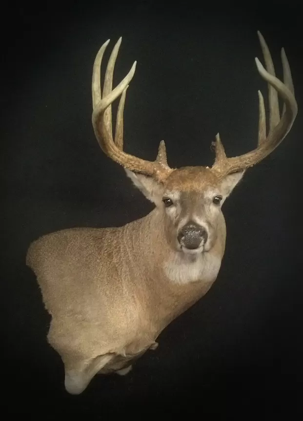 Whitetail Mount 101