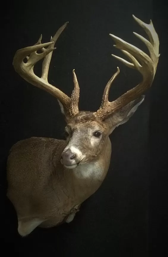 Whitetail Mount 102