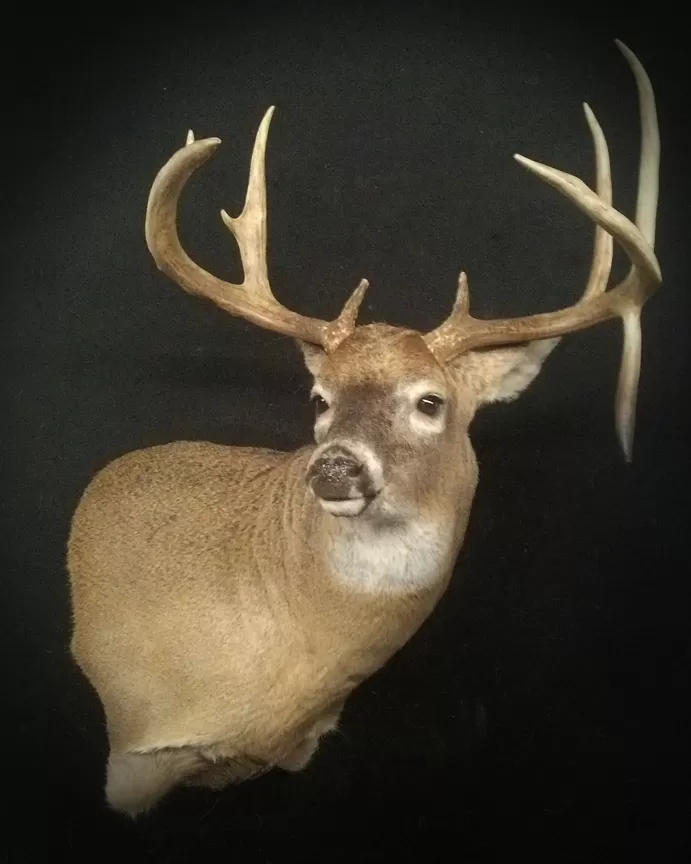 Whitetail Mount 103