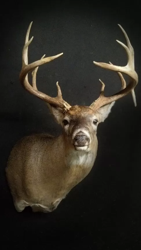 Whitetail Mount 104