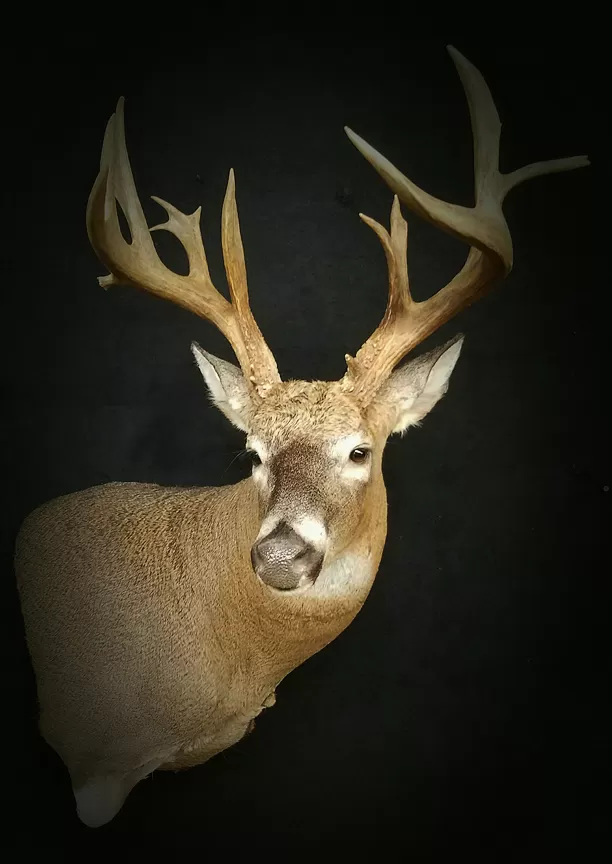 Whitetail Mount 105