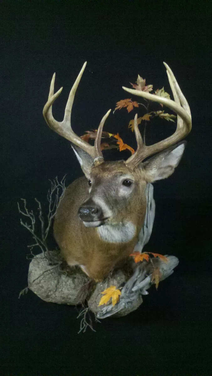 Whitetail Mount 107