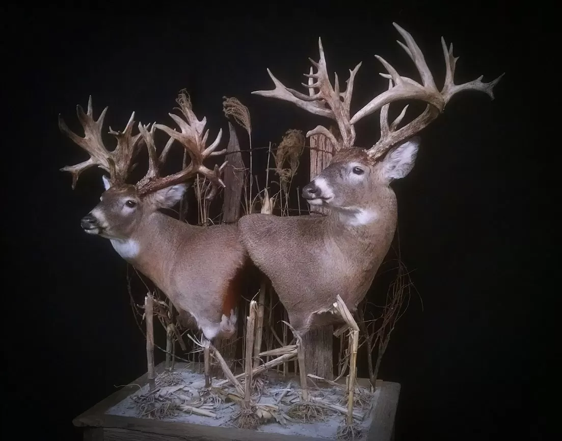 Whitetail Mount 108