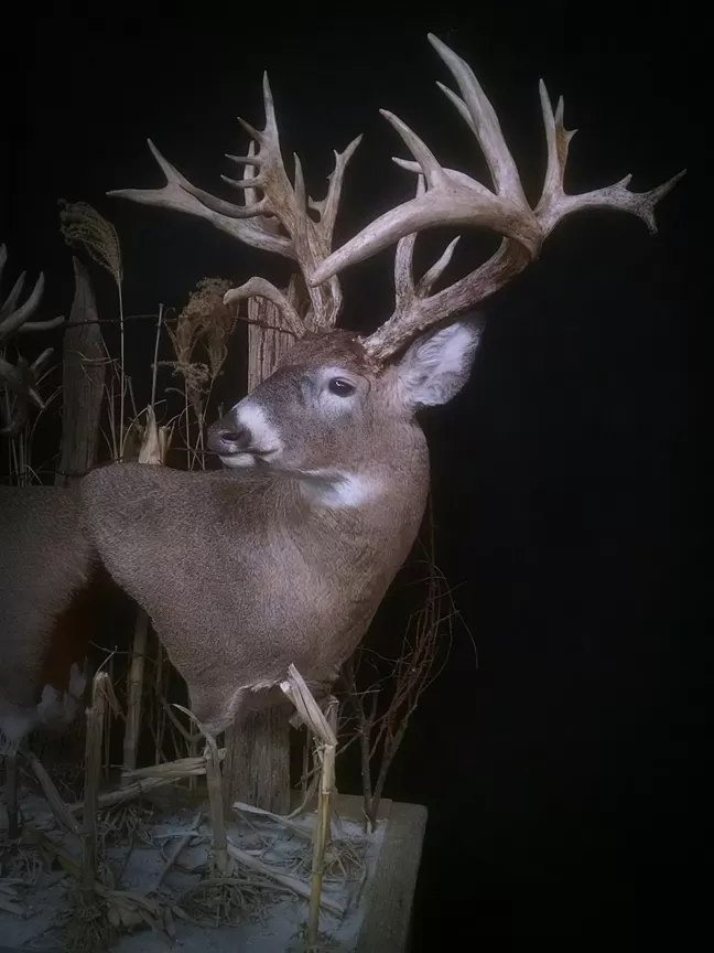 Whitetail Mount 110