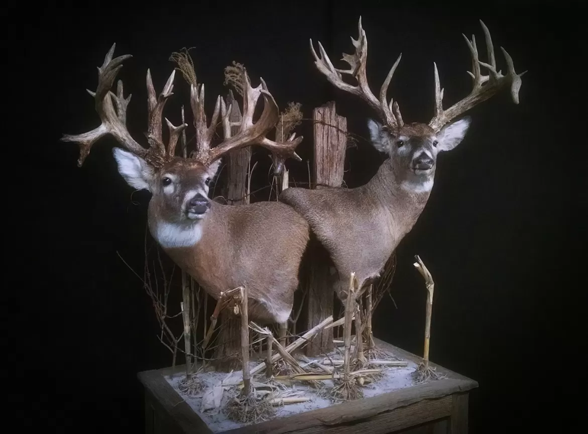 Whitetail Mount 111