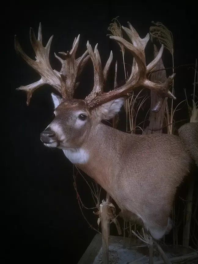 Whitetail Mount 112
