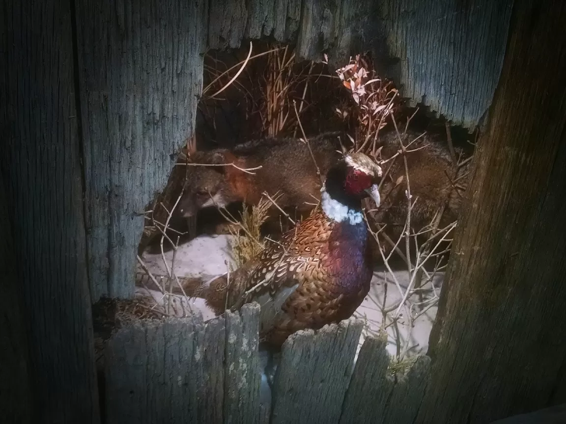 Whitetail Mount 113