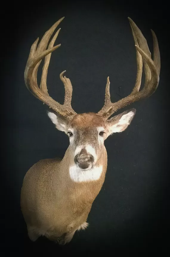 Whitetail Mount 114