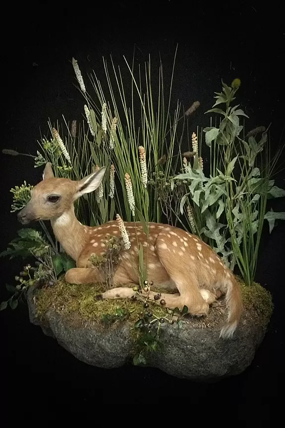 Whitetail Mount 115
