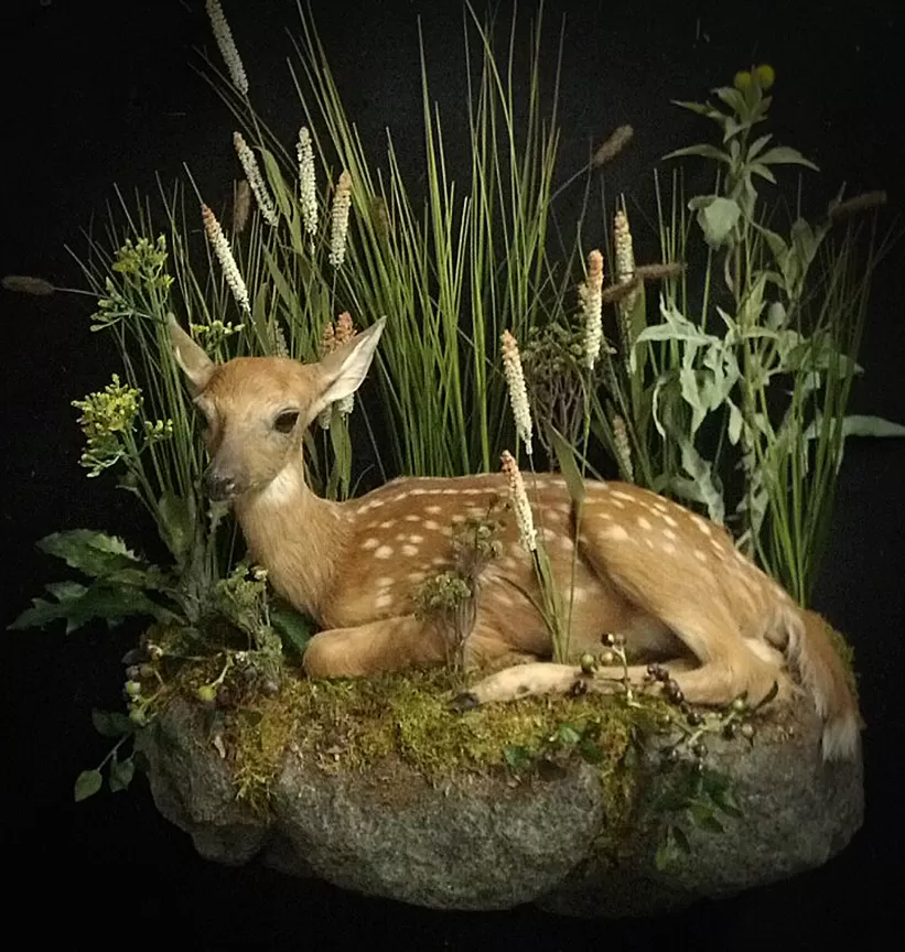 Whitetail Mount 117