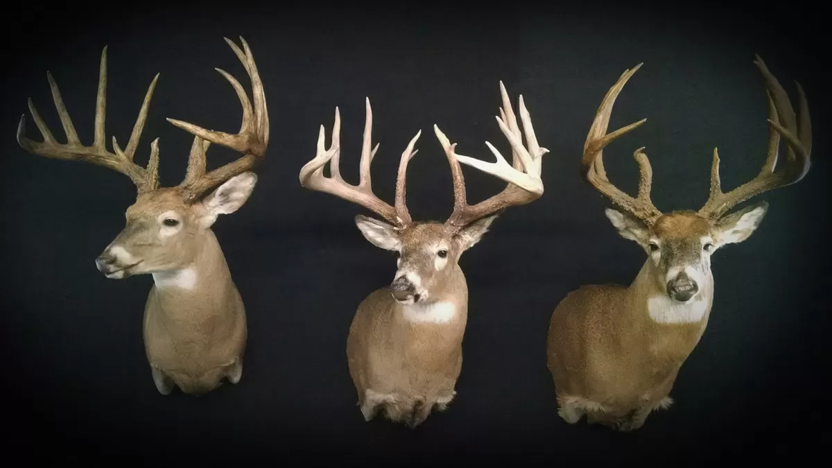 Whitetail Mount 118