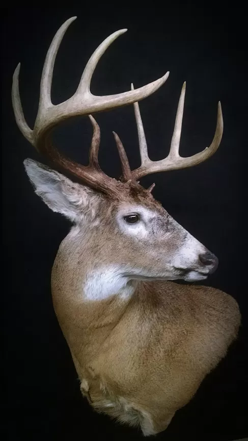 Whitetail Mount 119