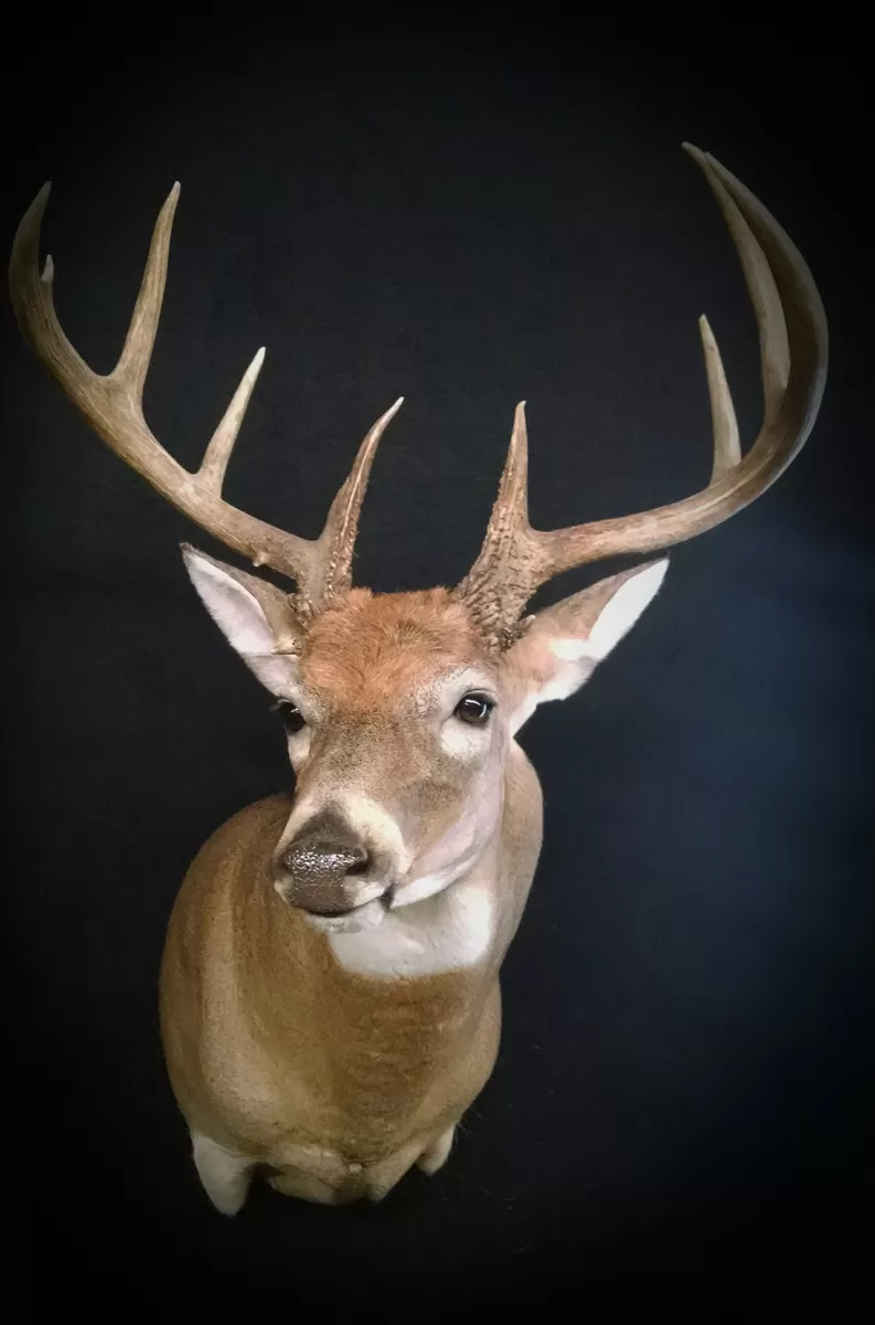 Whitetail Mount 120