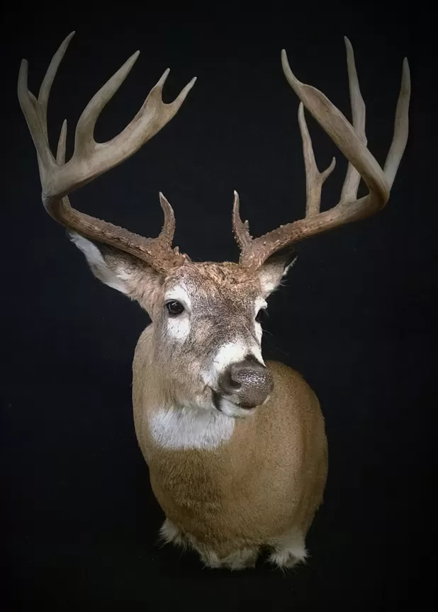Whitetail Mount 121
